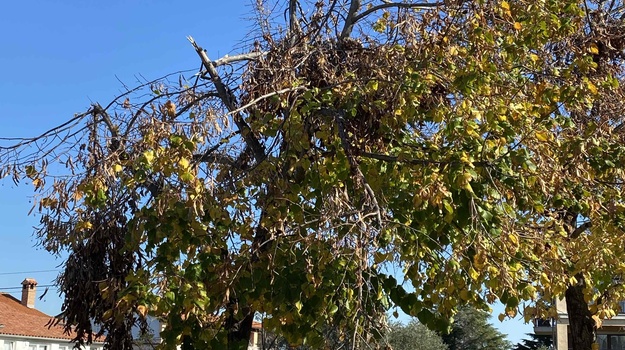Polomljene grane opasne za djecu