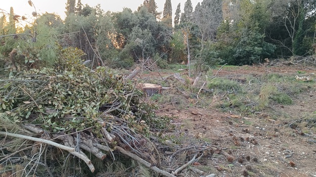 Ulica Laste: Ostatci Šumske Oaze