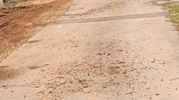 Ulica Laste iza Hrvatskih šuma, potrebno počistiti.