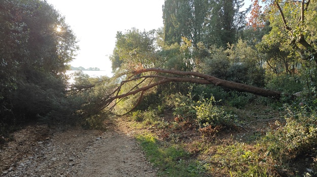 Oboreno drvo kod bolnice