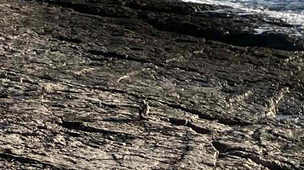 Galeb s ozlijeđenim krilom na plaži