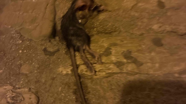 Štakori u urbanom okolišu