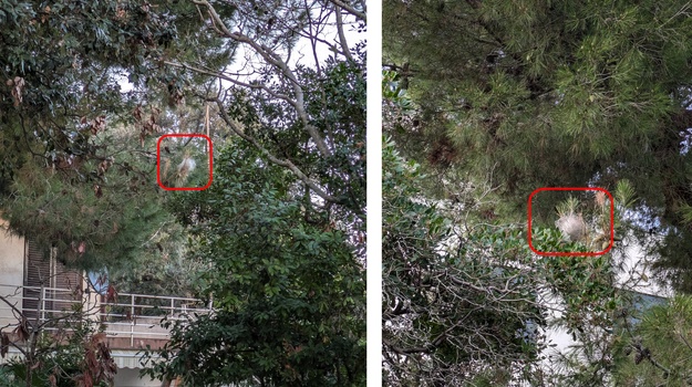 Neodrađeno uklanjanje gnijezda prelaca