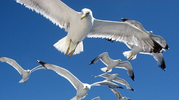 Galebovi napadaju: hitna intervencija potrebna