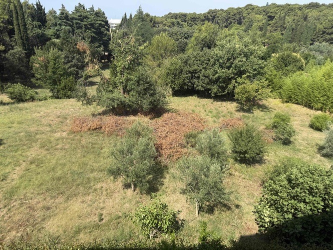 Grane