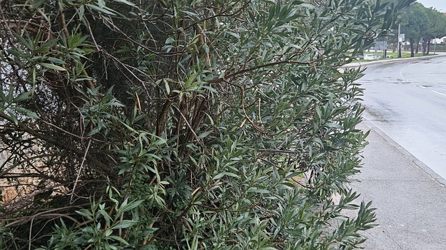 Oleandar rastao prema trotoaru