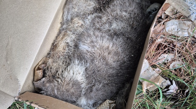 Sumnjivi sadržaj misteriozne kutije