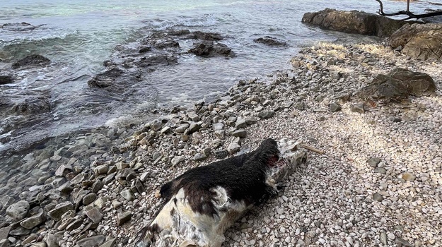 Lešina svinje na rtu