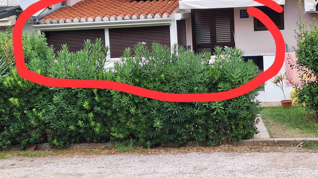 Nekontrolirani Kokošinjci u Urbanim Područjima