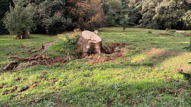 Obnova Poharane Zvijezde Cedrova