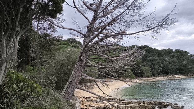 Opasno suho stablo za plivače