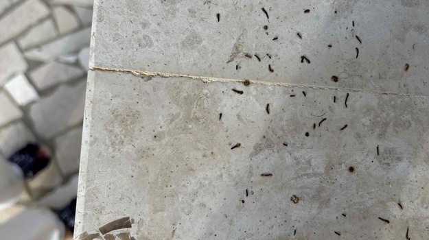 Prisustvo štakora u blizini