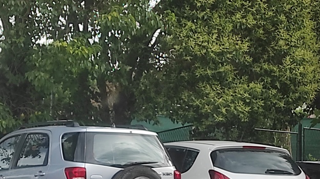 Nedostatak parkinga kod vrtića Neven