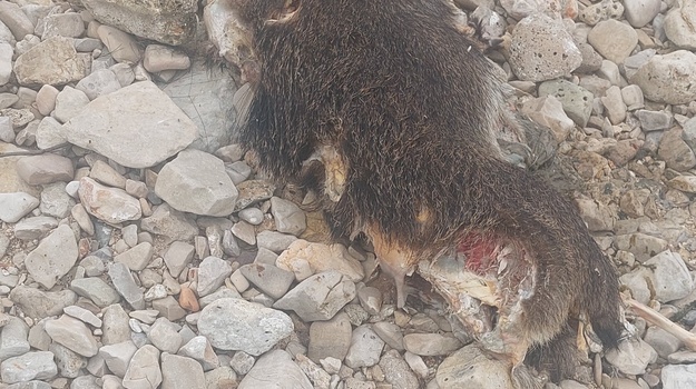 Uginula životinja na obali.