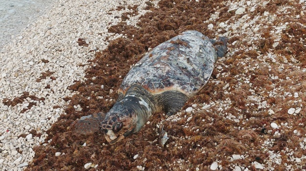 Uginula kornjača kod Punta Evi
