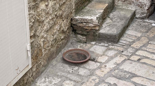 Krađa palme u Pazinskoj ulici