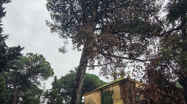 Bor Pukao Kod Ortopedske Bolnice