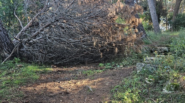 Neprohodna šumica zahtijeva uređenje