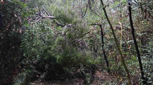 Stablo blokira put do muzeja