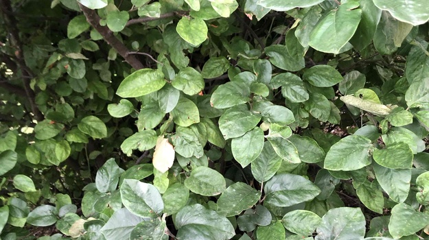 Oslobodite pločnik od zelene ograde!