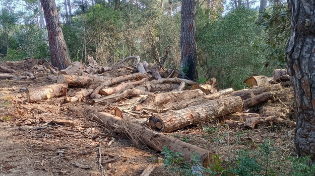 Uređenje pinete nakon sječe stabala