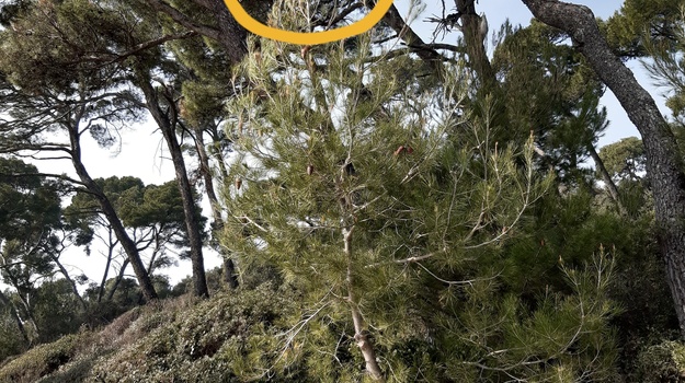 Procesionarna gusjenica: Štetnik crnogorice