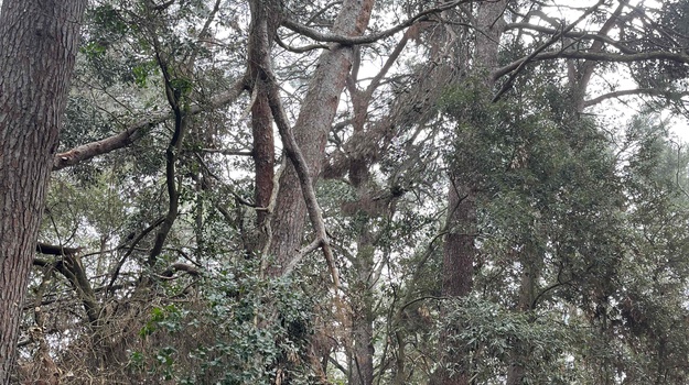 Nestabilna Grana na Opasnom Rubu