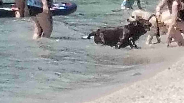 Psi na plaži unatoč zabrani