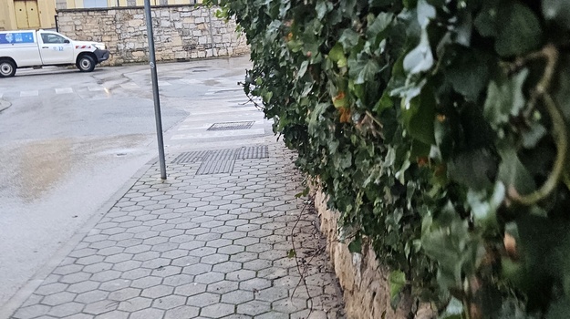 Potrebno je urediti živicu